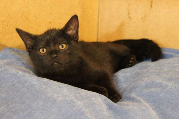 Грациозные угольно-черные котята в Санкт-Петербурге фото 32
