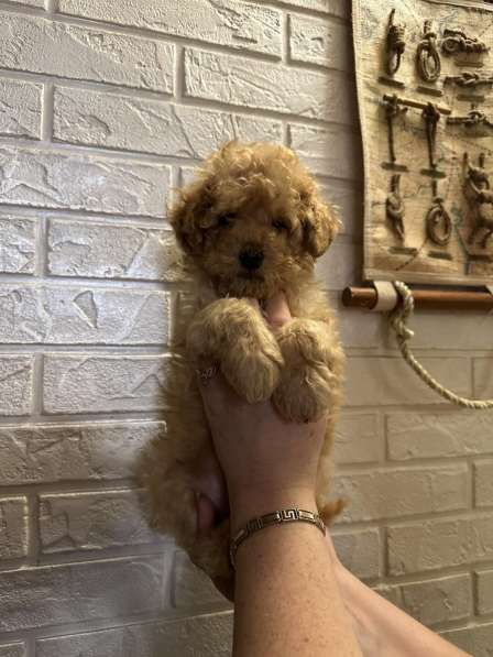 Poodle. Apricot boy