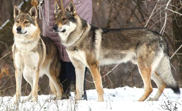 Чехословацкая волчья собака – щенки 4 месяца в Москве фото 9