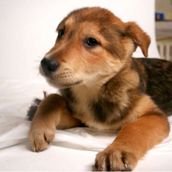 3 щенка метиса в добрые руки в Москве фото 14