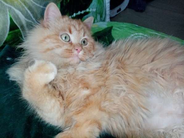 Бархат + Зайка: коты-неразлучники! Ищут дом! в Москве фото 9