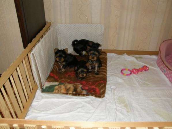Красивые щенки йорка мини и мелкий стандарт чистокровные в Нижнем Новгороде фото 5