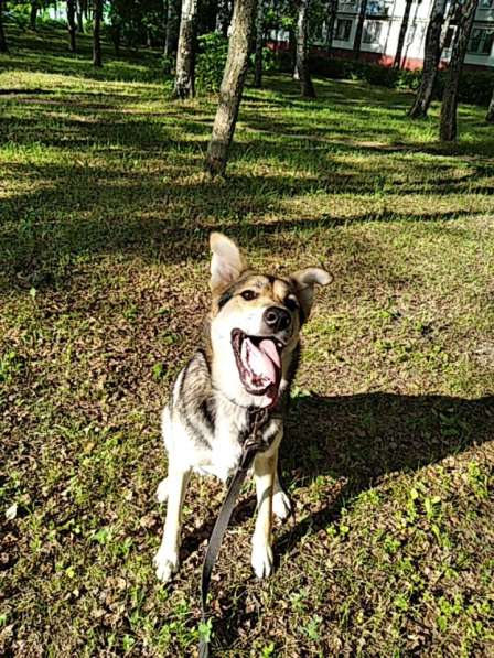 Тася в добрые руки в Ногинске фото 15