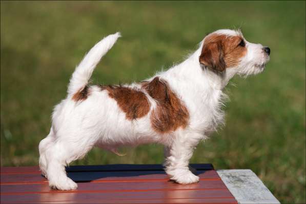 Джек рассел щенки в Санкт-Петербурге фото 9