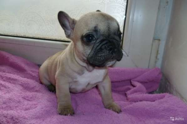 Щенки в Краснодаре фото 7