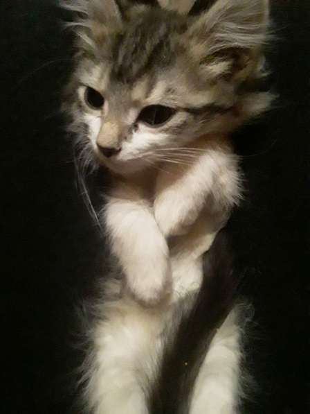 Кошка в добрые руки в Калуге фото 39