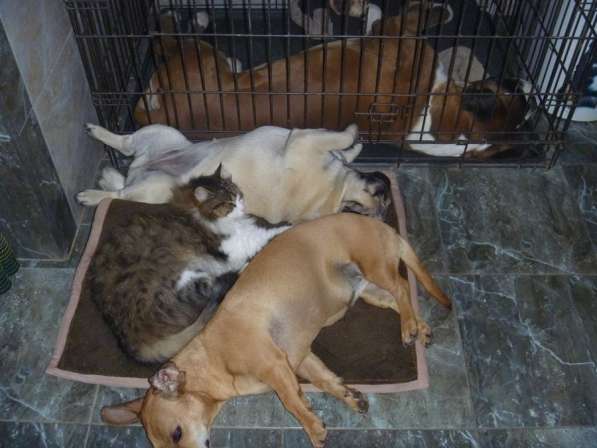 Передержка собак и кошек в Сочи фото 4