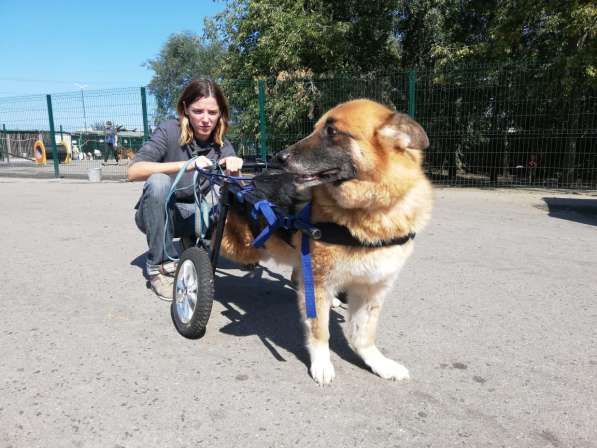 Особенный добряк Мухтар ищет дом в Москве фото 8