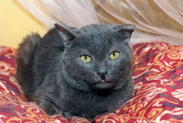 Взрослый и умудренный жизнью кот Ришелье - бобтейл ищет дом в Москве фото 3