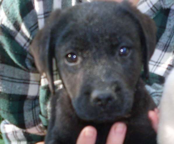 Щенки лабрадора в Ростове-на-Дону фото 7