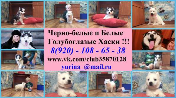 Щеночки хаски