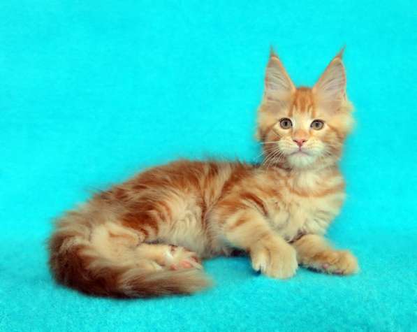 Кошечка мейн-кун из питомнника в Казани фото 15