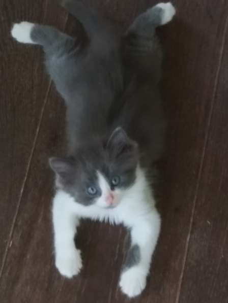 Котята 1.5 месяца в добрые руки в