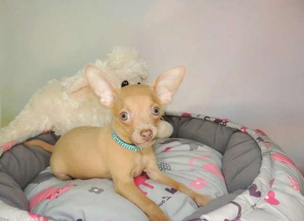 Той терьер в Москве