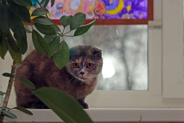 Фиона-вислоушка. Кошка в добрые руки в Калуге фото 12