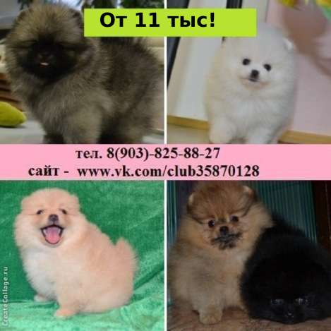 Щеночки шпица