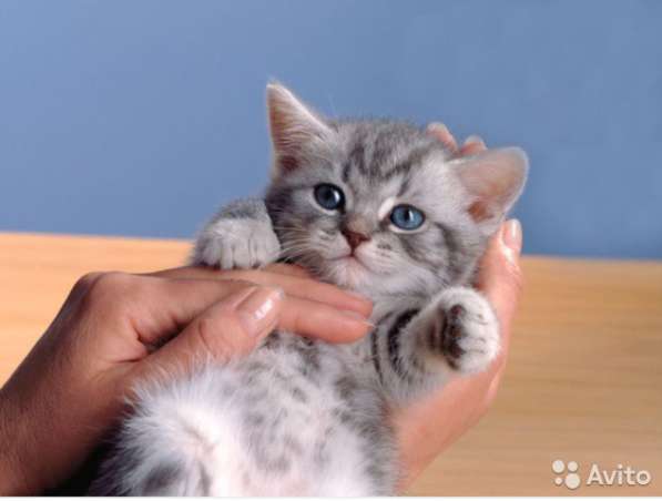 Котята -вислоухие и прямоухие в Костроме