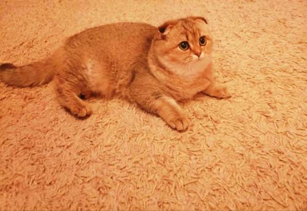 Belgeler ile yavru kedi satışı в Челябинске