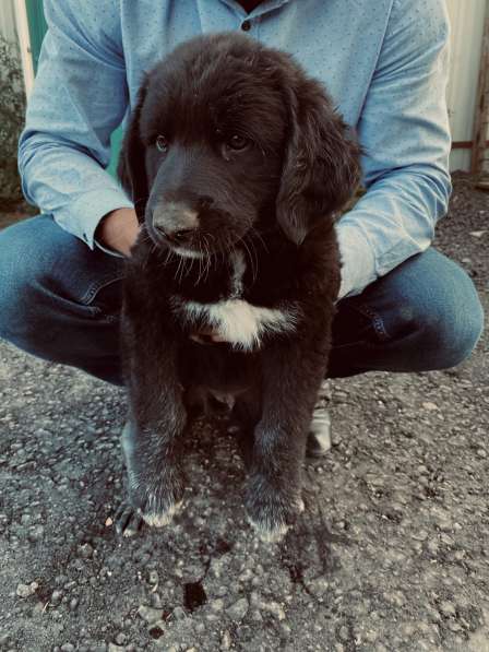 Щеночки помесь бурят-монгольского волкодава в добрые руки в Москве фото 5