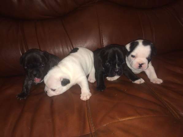 Щенки французского бульдога в Ростове-на-Дону фото 7