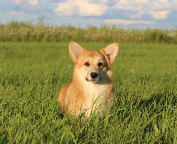 Щеночки Вельш корги пемброк в Москве фото 12