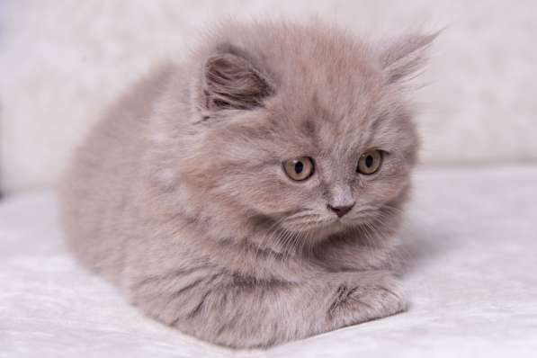 Британская длинношерстная лиловая девочка в Москве фото 4