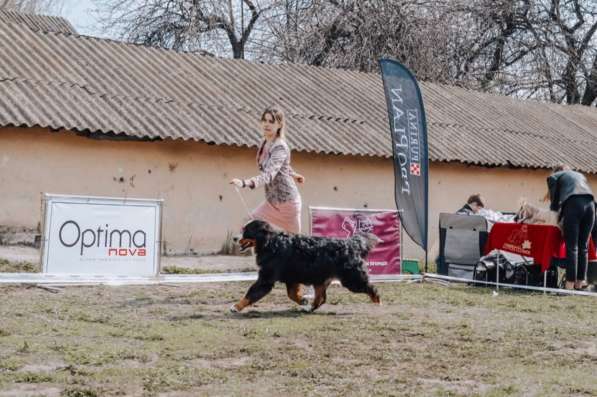 Bernese Mountain Dog в фото 8