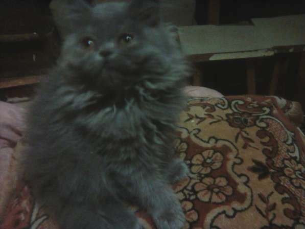 Персидские котятки в Москве фото 6