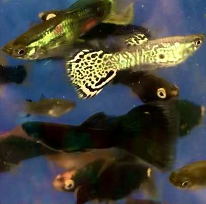 Продам аквариумных рыбок в Старом Осколе фото 9