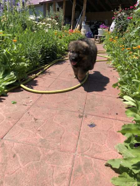 Продаю щенков немецкой овчарки зонарного окраса в Самаре фото 9