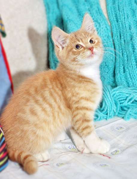 Рыженький котенок Цитрон - сплошное очарование. в Москве фото 4
