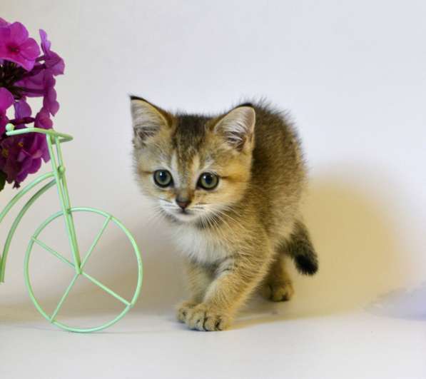 Шотландские котята, цена снижена в Москве фото 21