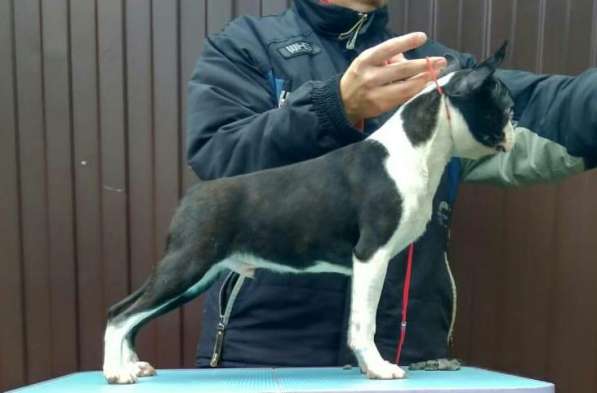 Бостон Терьер в Санкт-Петербурге