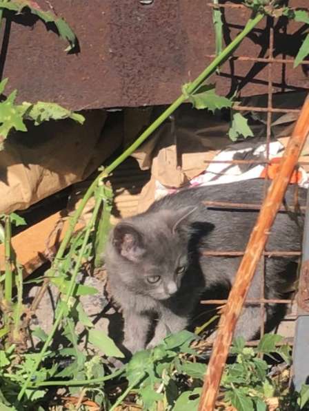 Котята ищут новых любящих хозяев в Железногорске фото 7