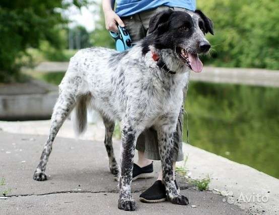 Собака в добрые руки в Москве