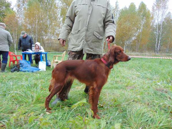 Щенки сеттера в Новомосковске фото 5