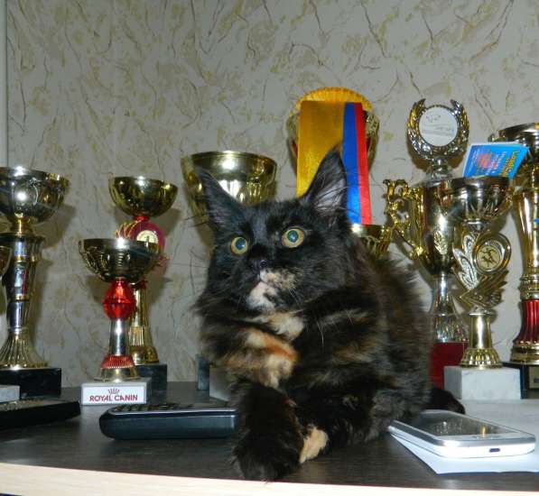 Продается котенок мейн-кун в Красноярске фото 5