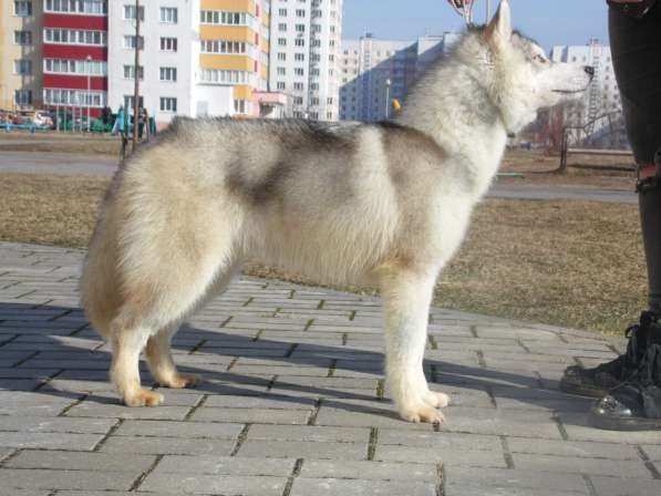 Шоу- щенок Сибирской хаски в фото 5