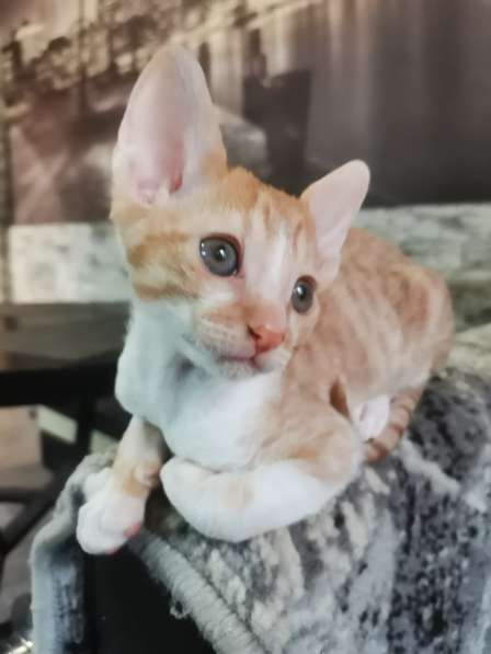 Котик Корниш рекс