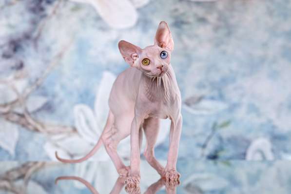 Эльфы, Двэльфы, бамбино или сфинксы - магические кошки в Керчи фото 13