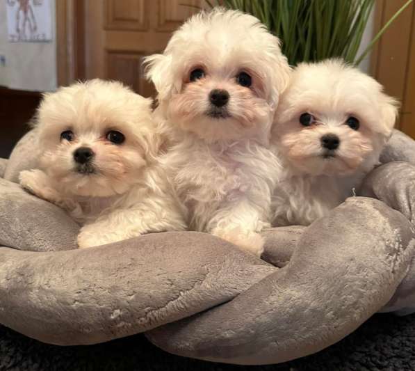 Maltipoo. Boy's