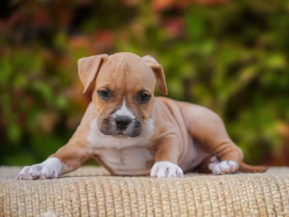 Щенки амстафа