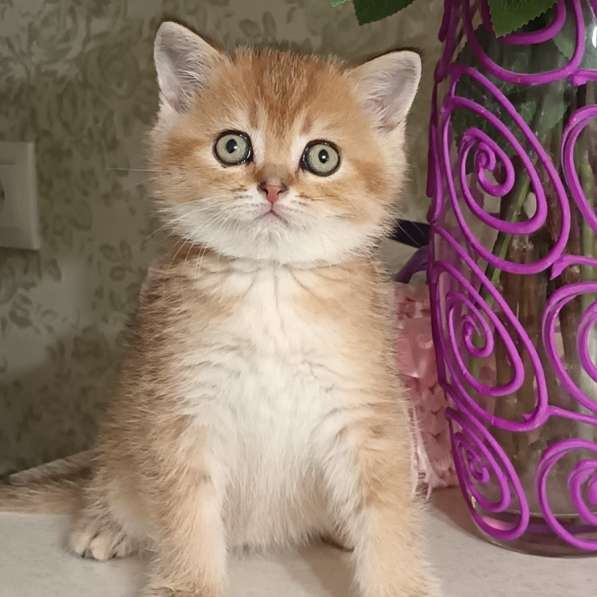 Кошки на продаже в Грозном фото 3