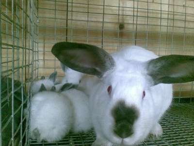 кроликов в Нижнем Тагиле фото 5