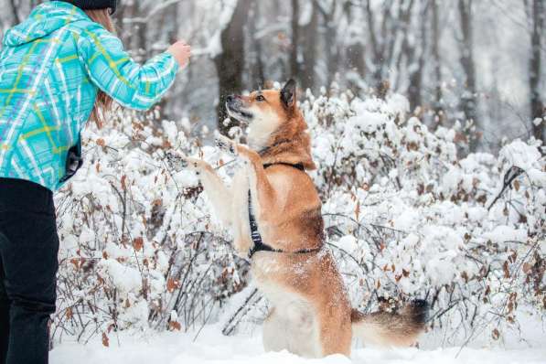 Ханни - собака для дружбы, любви и семьи в Москве фото 6