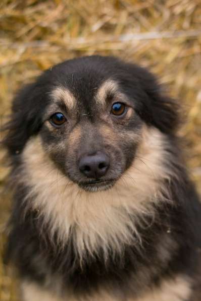 Метис шпица пушистый пёсик Даниэль в дар