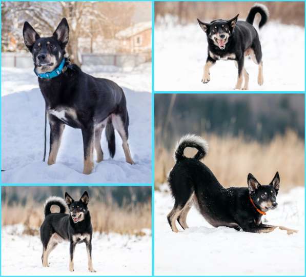 Пёс Мэйсон даром