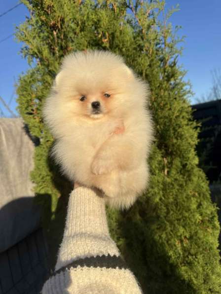 Дівчинка померанського шпіца