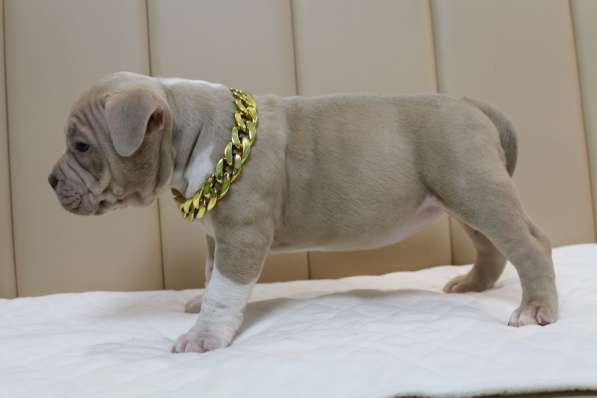 Шикарные щенки Американ Булли покет в фото 10