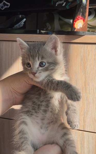 Отдам в добрые руки котят в Кумертау
